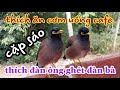 Độc lạ cặp Sáo thích đàn ông ghét đàn bà thích ăn cơm uống cafe thấy cưng quá