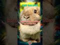 Balanced Bunny: Crafting the Perfect Diet