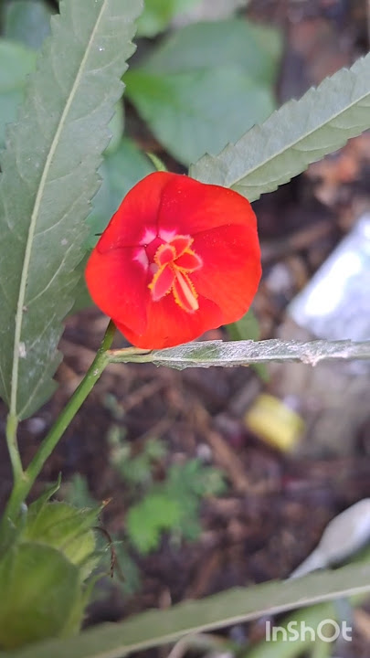 jabse deka #hindisong #bollywood #shortsfeed #youtubesarch #music #coversong #song #music #nature