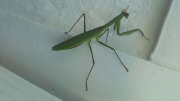 Behringer Neutron Ambient Soundscape with Mantis Pictures