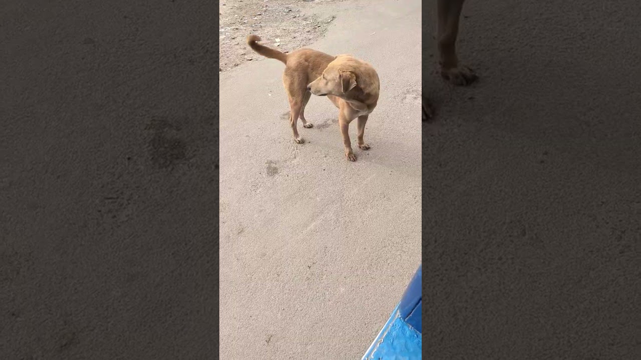 My real love ❤️🐕