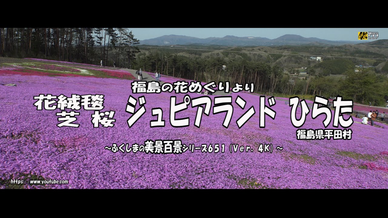 福島の花めぐりより ver 4k 花絨毯 芝桜 ジュビアランドひらた Youtube 福島の花めぐりより ver 4k 花絨毯 芝桜 ジュビアランドひらた Youtube