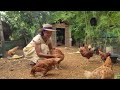 Le secret d'un investissement réussi dans l'élevage de poules pondeuses m'a rendu millionnaire en 6