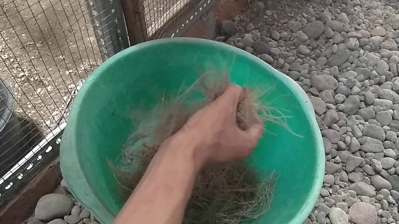 PENTINGnya Meletakkan Sarang Murai Di Awal Penjodohan