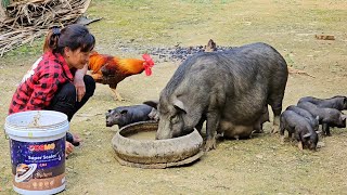 Cook food for newborn mother pigs,Weaving baskets for chickens to lay eggs / Ban Thị Diet