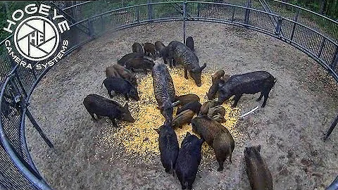 New RECORD with triple wild hog catch.  Big boar. Big sounders.