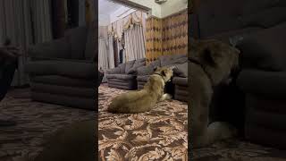 Pet lion playing