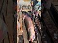 What is made from the scales of this fish?😱 #shorts