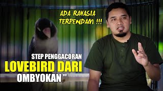 Rahasia terpendam - STEP PROSES PENGGACORAN LOVEBIRD DARI OMBYOKAN DI AGASI BF BANJARNEGARA