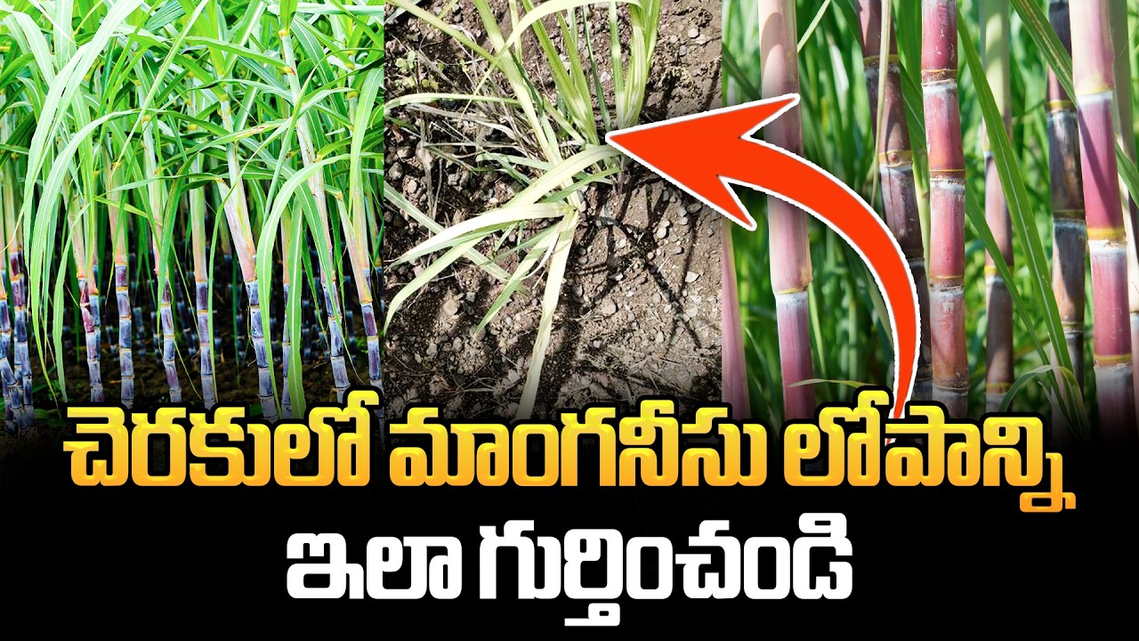 చెరకులో మాంగనీసు లోపాన్ని ఇలా గుర్తించండి | How to identify manganese deficiency in sugarcane