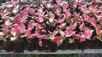 Trồng và chăm sóc cây vạn lộc Aglaonema (cấy mô)