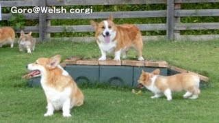 20130817 Part 4 cute corgi puppies on grass / コーギー子犬 ドッグラン