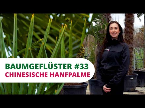 Baumgeflüster #33 | Die Chinesische Hanfpalme