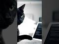 Professor Whiskers Teaches Computer Engineering #cat #teaching  #funny #lol #funny #computer