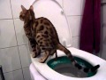 Bengal kitten using the toilet(pooping) in the litter kwitter - green stage