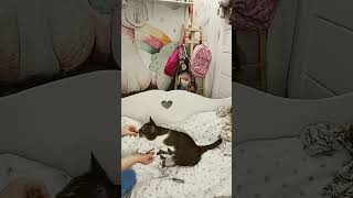 #cat #funny #mądrykotek #cute #love #duet #kotek #lili #smartcat #hifive #piątka #dajłape