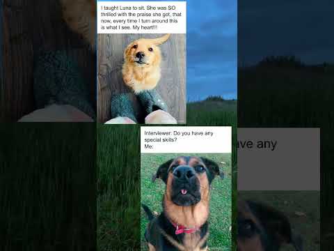 Dog memes pt.1🐶 subscribe to see more! #doglife #dogs #memes #wholesome #funny #cute