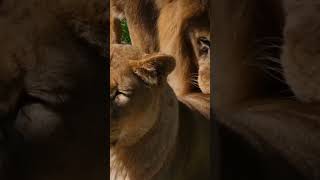 🦁 Lion vs Buffalo – Ultimate Battle for Survival! ⚔️#safari #animals #africawildlife #lion