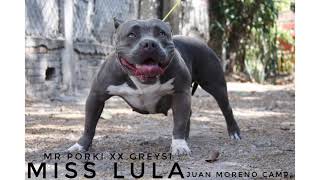 ¿CUANTOS DIAS DURA EL CELO EN PERRAS ?AMERICAN BULLY , PIT BULL Y TODAS LAS RAZAS//SEGURO Y EFICAZ.