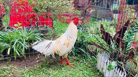 5/12 Bướm 3kg5 LH 0364.321.701