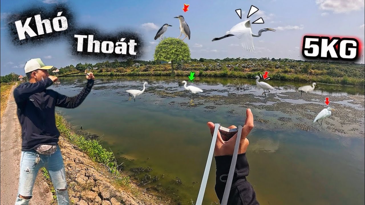 Lấy Ná Đi Săn Bầy Khủng Lồ Trắng Hơn 200Km Về Hầm Xả Đãi Anh Em Tại Cà Mau...|| Trung Ku Nhí