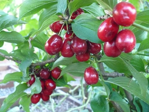 Видео: Кизил Bunchberry - Как вырастить почвопокровное растение Bunchberry