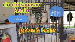 Ciri ciri burung kapasan kemiri jantan dan betina anakan