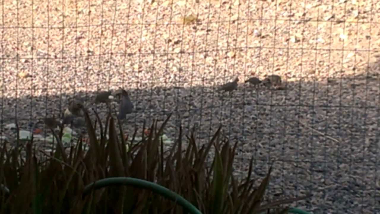 Baby Quail in Lake Havasu City, 52713 YouTube