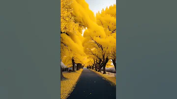 پاییز پاییز پاییزی پاییزان پاییز 