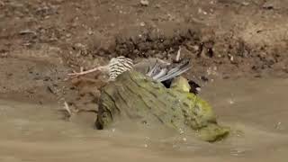 Pixie frog eats a bird