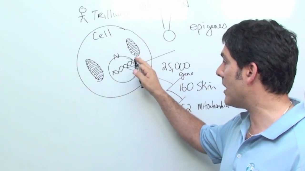 Proven Principles Science of Epigenetics - YouTube