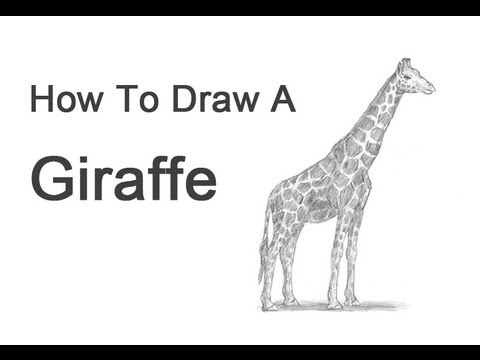 how to draw a real giraffe step by step