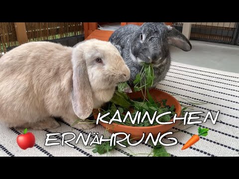 Video: Fressen Kaninchen Basilikum?