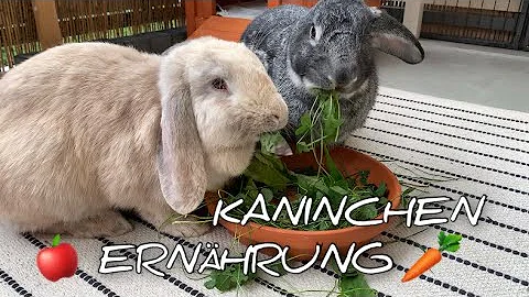 Was für Grünzeug dürfen Kaninchen fressen?