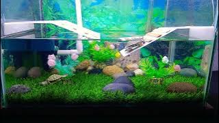 hasil setting aquarium buat kura kura brazil. murah meriah