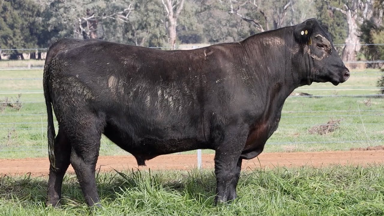 Lot 36 NZC22T17 KO Angus Spring Bull Sale 2023 - YouTube