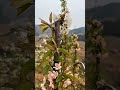 Manual Pollination of Cherry Trees for Maximum Fruit Yield 🍒5p #satisfying #pruning #shortsvideo