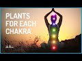 Plants for each Chakra