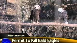 Government grants permit to kill bald eagles