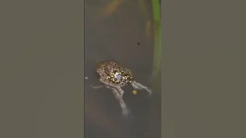 ¿Se aparean las ranas unas encima de otras?
