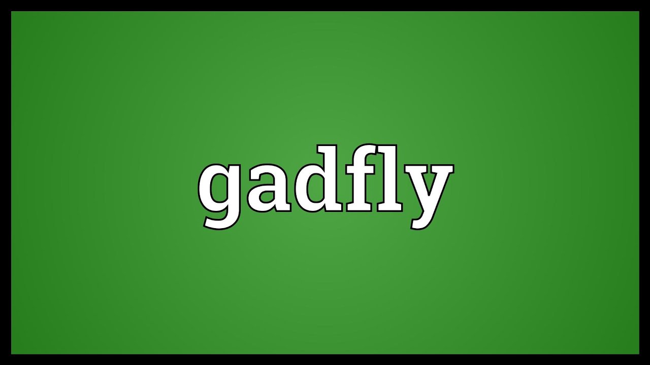 Gadfly Meaning YouTube