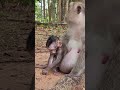 Watch Baby Monkey Dimitri Bring Joy! 💖#virals #cute #monkeys #Ambertroop #Angkorwat #SovanaTroop