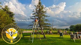 Honey Bee Swarm from Tree to Nucleus Attempt