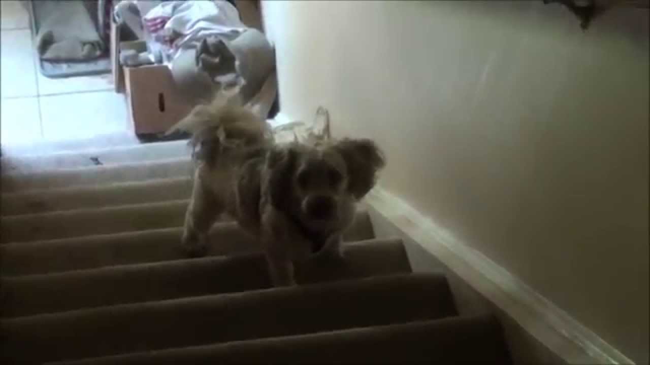Dog sees a Ghost YouTube