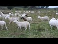 Rotational grazing with Dorper Sheep