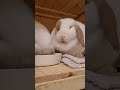eating time #rabbit #うさぎ #minilop #bunny #pets #cute