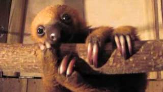 A Baby Sloth Called Boo