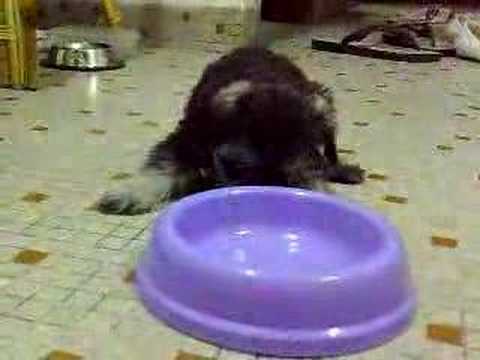 bb dog vedio 2