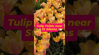 Tulleys Tulip Feilds, Sea of flowers near St Albans