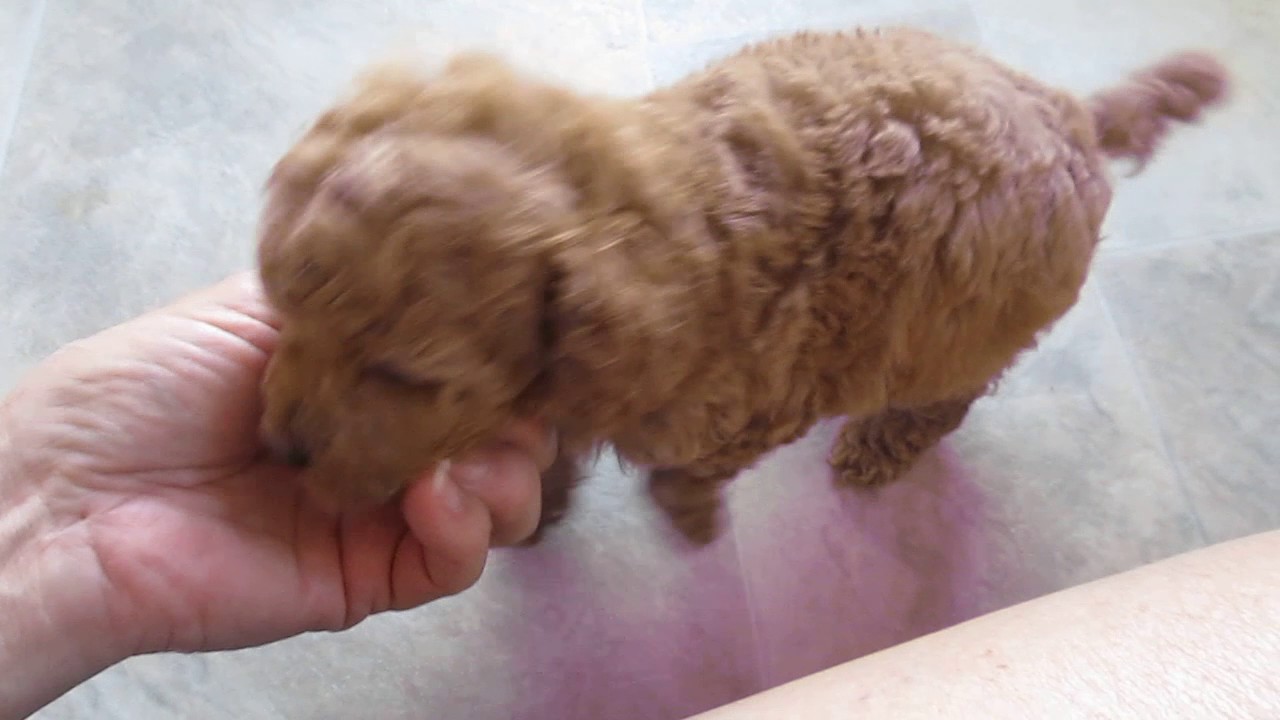 apricot poodle puppy